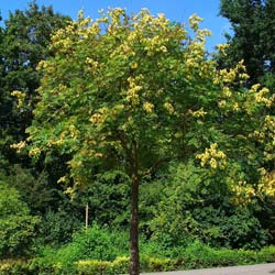 Savonnier / Koelreuteria paniculata